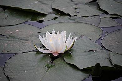 《鬼灭之刃：火神血风谭2》新角色预告：缘一零式